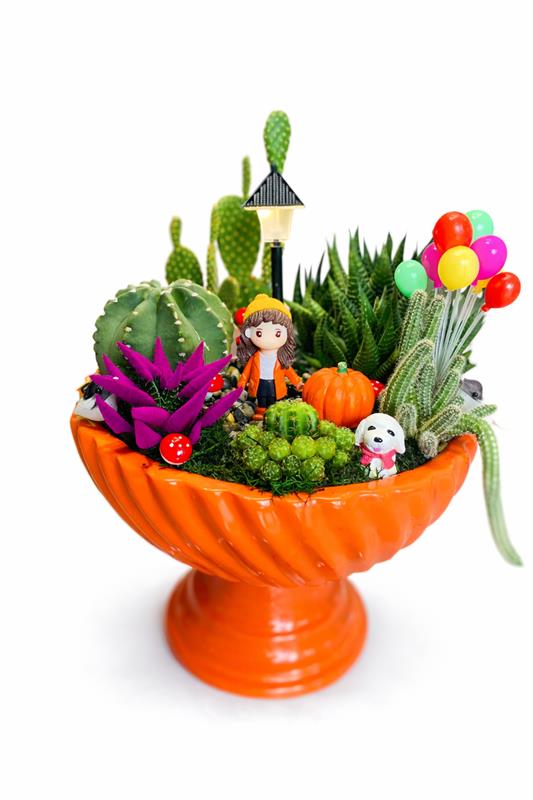 Renkli Figürlü Sukulent & Kaktüs Bahçesi