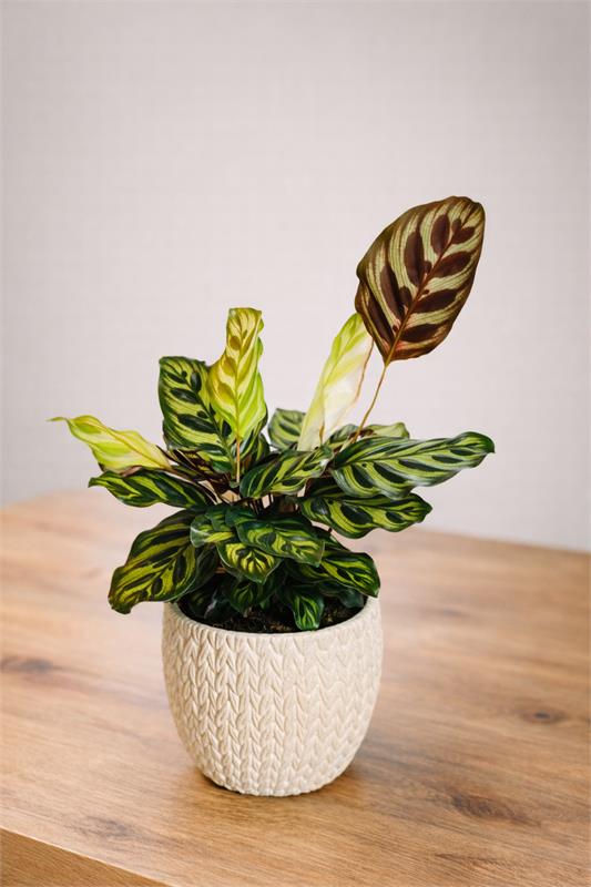 Calathea (Dua Çiçeği) Desenli Yapraklı Saksı Bitkisi