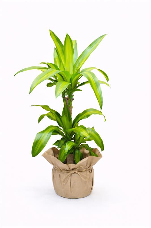 2 li Dracaena Massengena