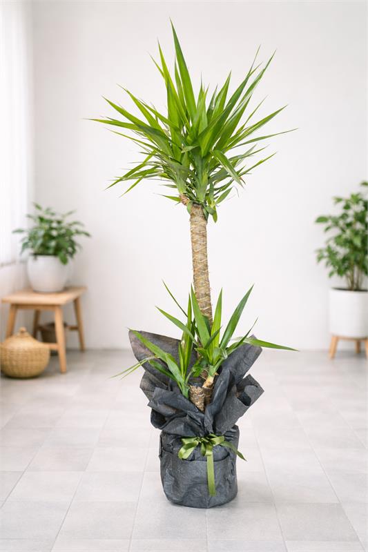 İkili Yucca (Dracaena) Saksı Bitkisi