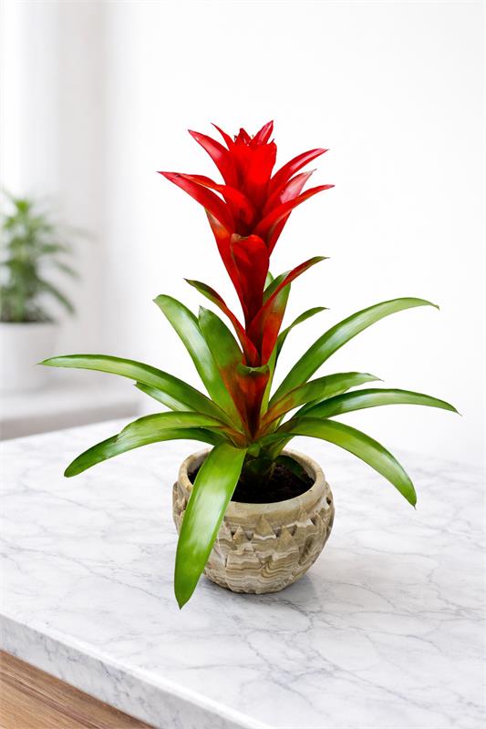 Kırmızı Guzmanya (Bromeliad) – Doğal Saksılı Salon Bitkisi