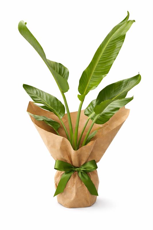 Starliçe Salon Bitkisi 