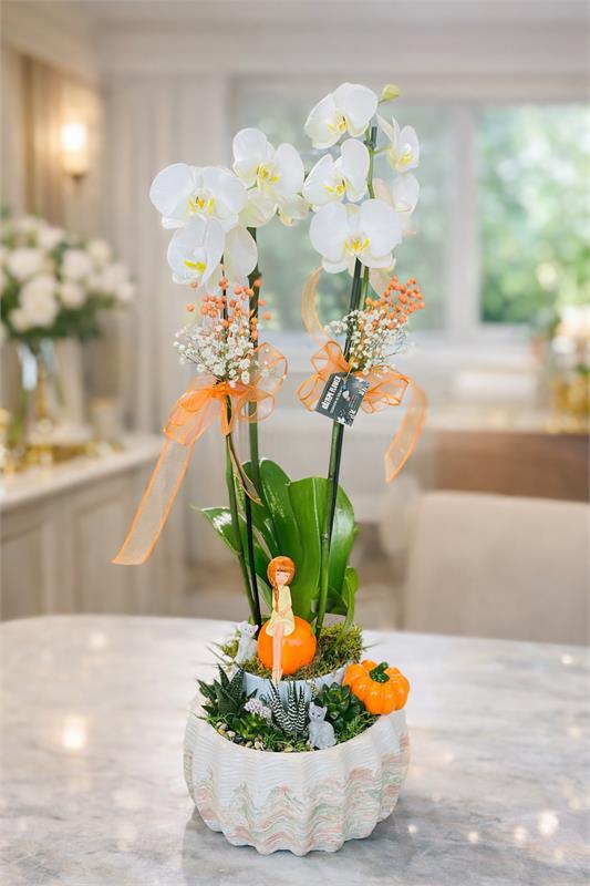 Çift Dal Beyaz Orkide & Sukulentli Masa Aranjmanı