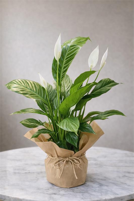 Barış Çiçeği Doğallığı