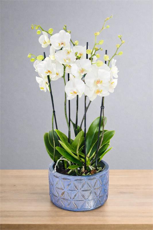 Zarif Beyaz | 4 Dallı Beyaz Orkide