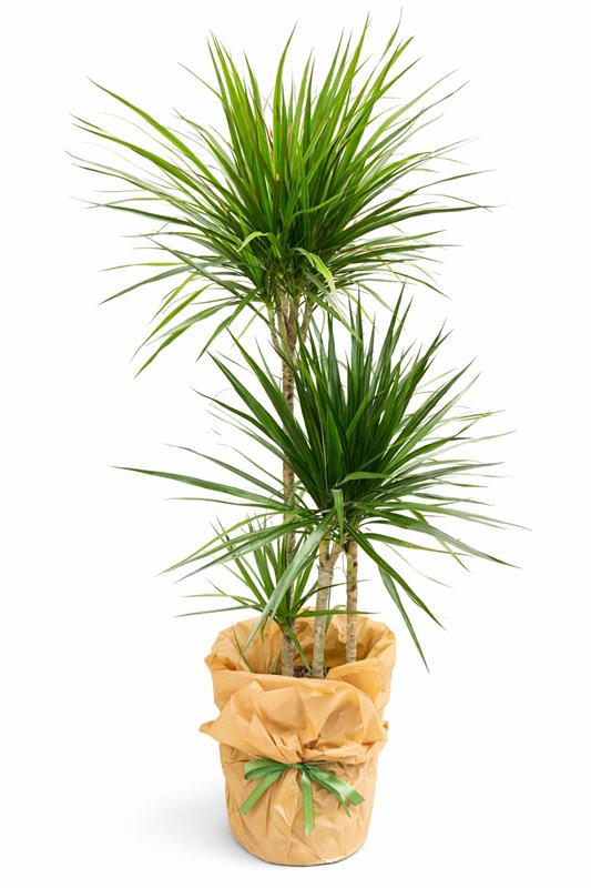 3 lü Dracena Marginata