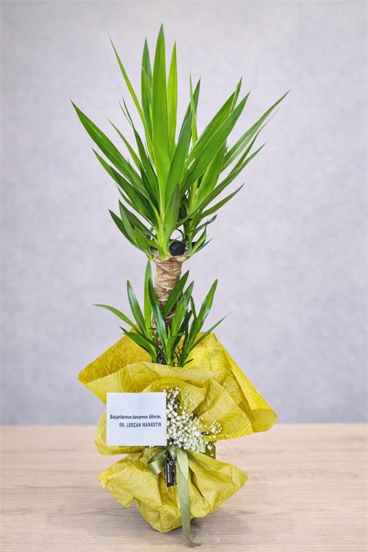 Şans ve Bereket Yuka