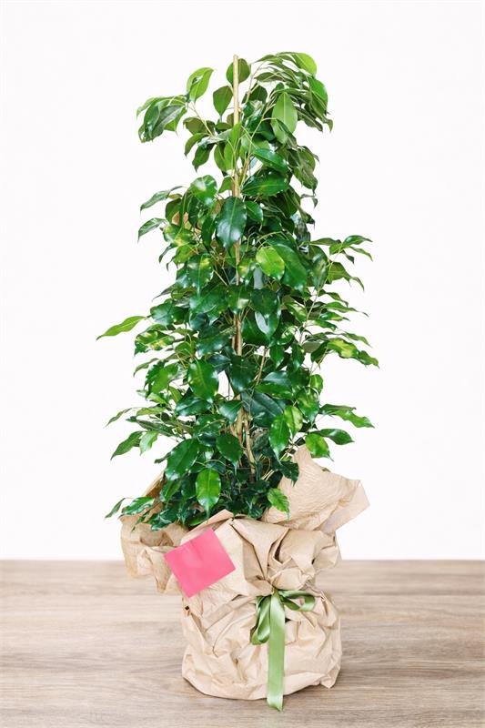 Ficus Benjamina