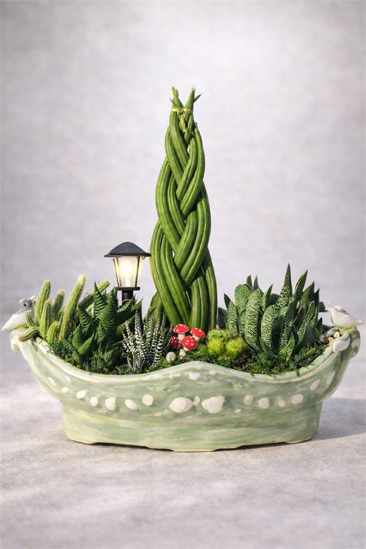 Örgülü Paşa Kılıcı & Kaktüs Bahçesi