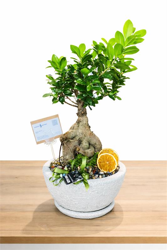 Ficus Ginseng Bonsai | Doğal Şıklık