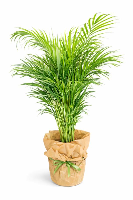 Areka Palmiyesi 150 cm. 