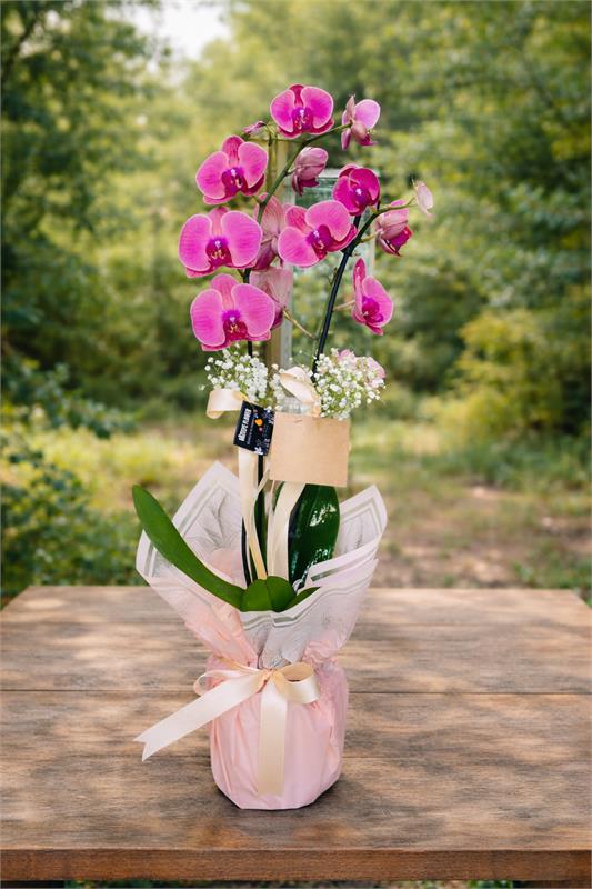 Pembe Zarafet – Çift Dal Orkide