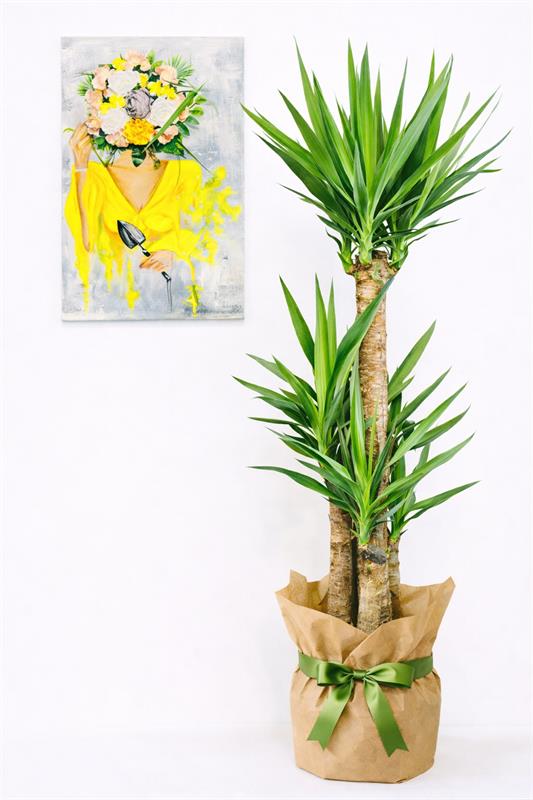 Büyük Boy Yucca (Dracaena)