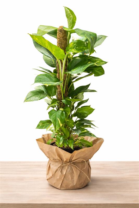 Doğal Sarılı Salon Sarmaşığı (Pothos)