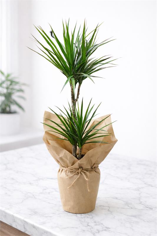 2li Dracaena Marginata