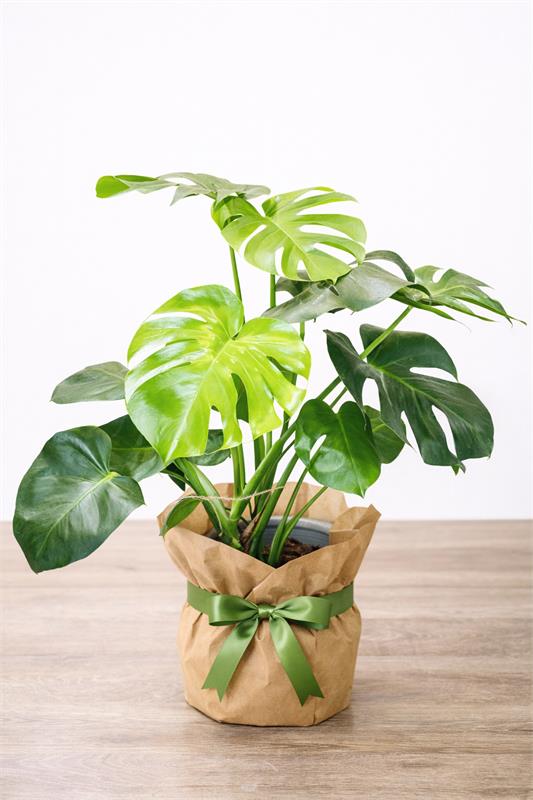 Monstera Deliciosa