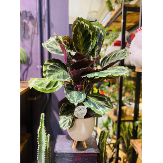 Calathea ( Dua Çiçeği )